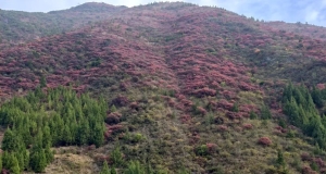 20251203半自驾观赏三峡红叶游记之一乘游轮观赏小三峡&小小三峡