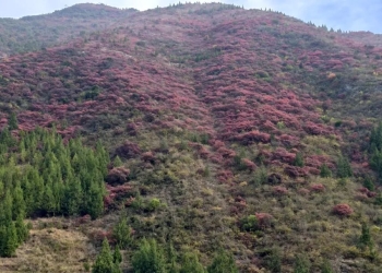 20251203半自驾观赏三峡红叶游记之一乘游轮观赏小三峡&小小三峡