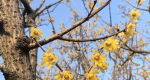 收藏转发:2026年宜昌赏花日历