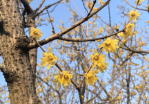 收藏转发:2026年宜昌赏花日历