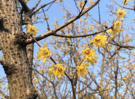 收藏转发:2026年宜昌赏花日历