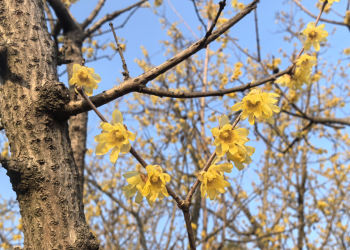 收藏转发:2026年宜昌赏花日历