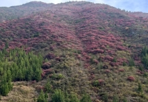 20251203半自驾观赏三峡红叶游记之一乘游轮观赏小三峡&小小三峡