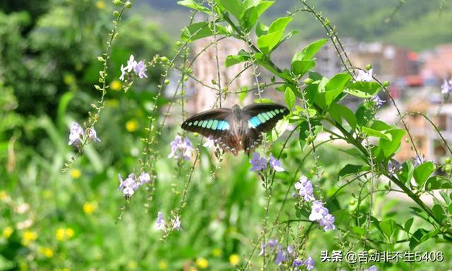 33岁离异女，没钱没房没车子，空有一副漂亮的脸蛋，未来该何去何从？w9.jpg