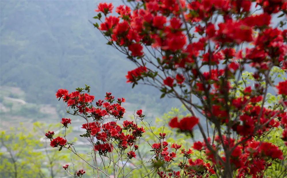 壮观!三峡恒合旅游度假区万株高山野杜鹃绽放迎客来!w5.jpg