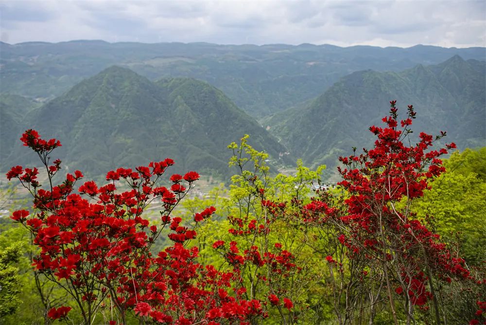 壮观!三峡恒合旅游度假区万株高山野杜鹃绽放迎客来!w13.jpg