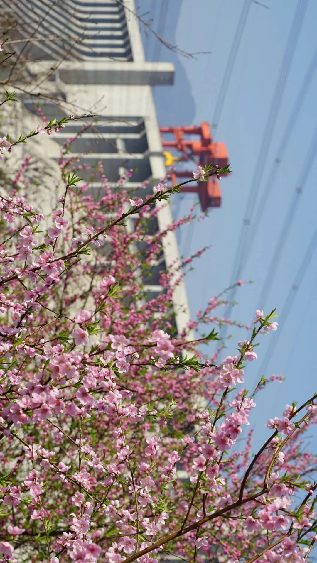 直冲29℃!宜昌接下来的天气…内附赏花地图w4.jpg