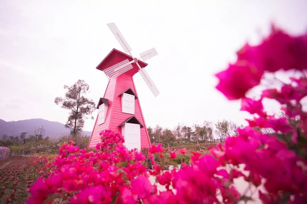 三峡乡村旅游“三十佳景区景点”和“二十佳精品线路”出炉,野三关森林花海上榜w20.jpg