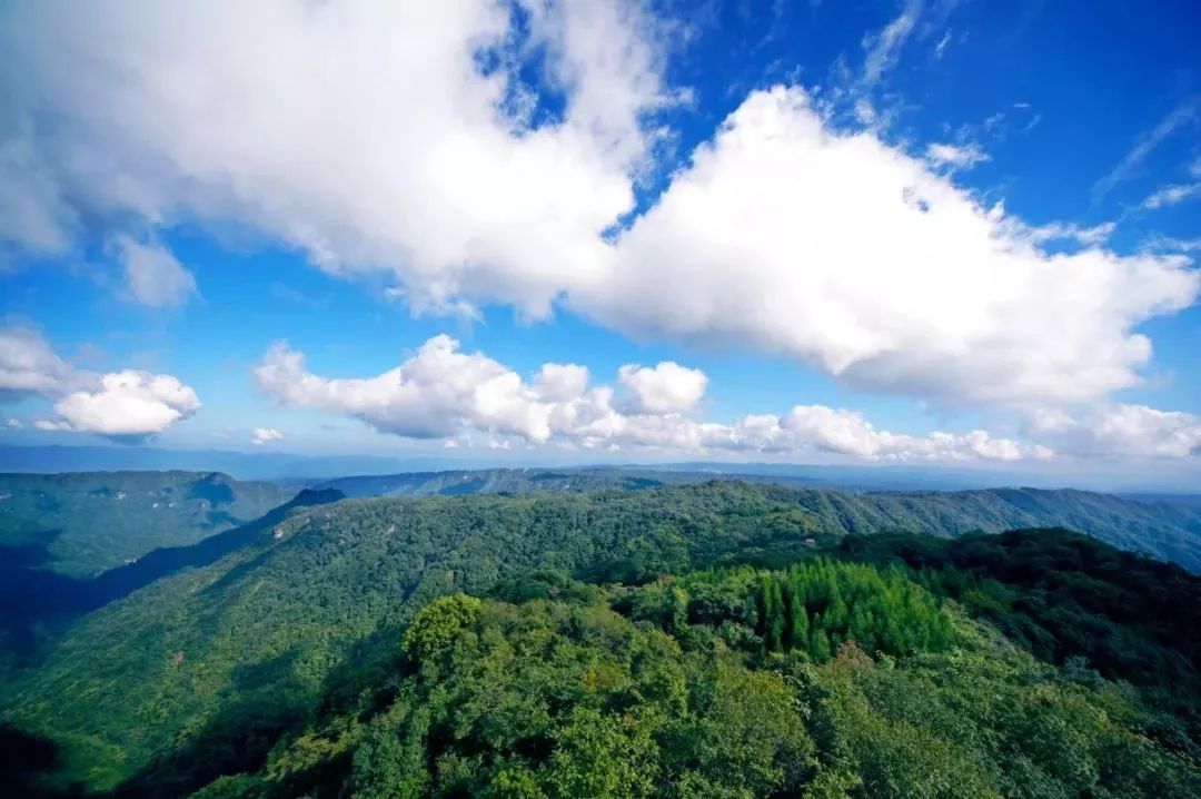 三峡乡村旅游“三十佳景区景点”和“二十佳精品线路”出炉,野三关森林花海上榜w31.jpg