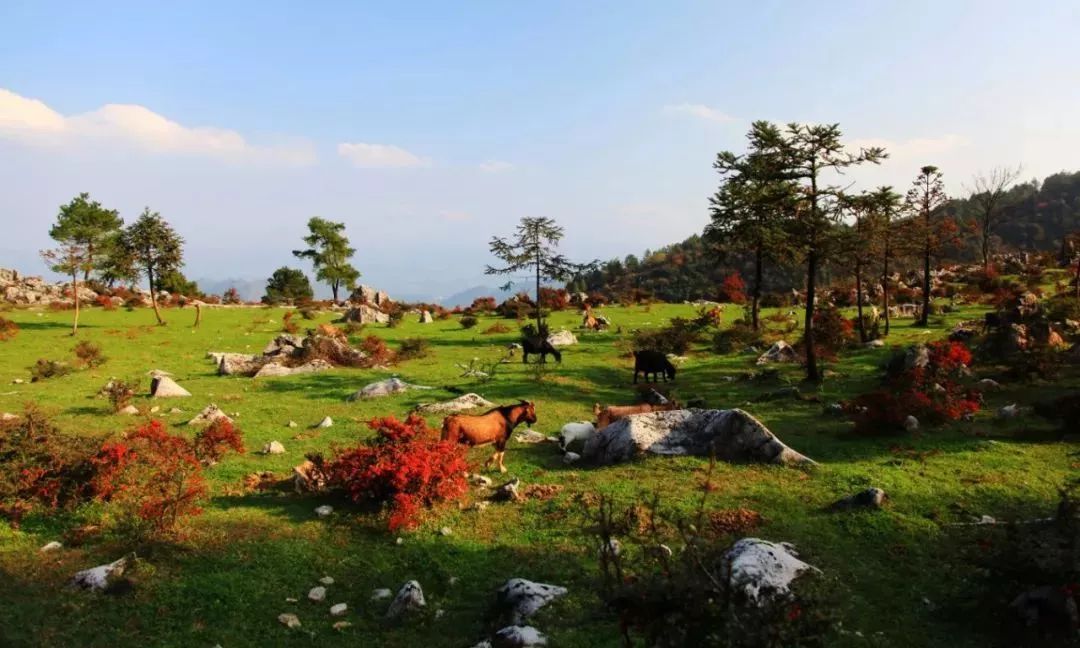 三峡乡村旅游“三十佳景区景点”和“二十佳精品线路”出炉,野三关森林花海上榜w33.jpg