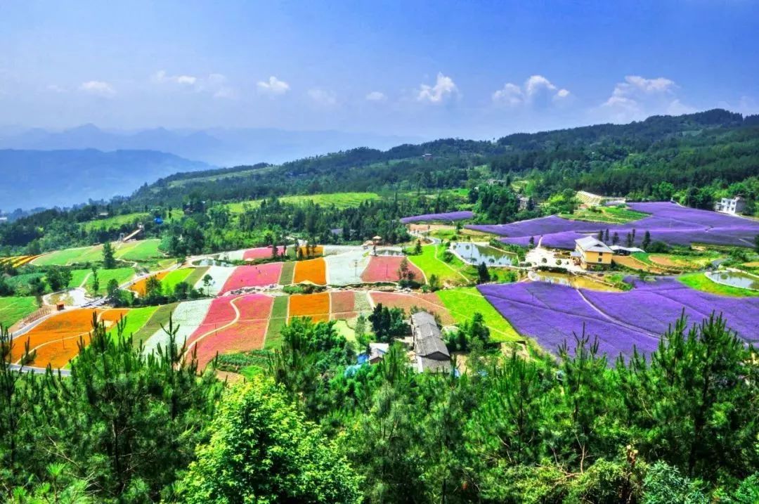 三峡乡村旅游“三十佳景区景点”和“二十佳精品线路”出炉,野三关森林花海上榜w34.jpg