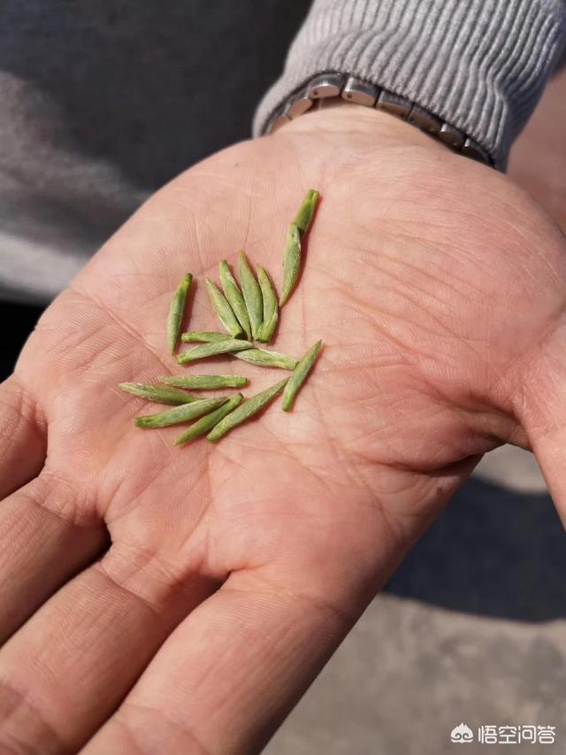 头条卖的茶叶真便宜，99元两斤还明前茶，龙井茶竟然是福建发货，毛尖也是！你怎么看？w5.jpg