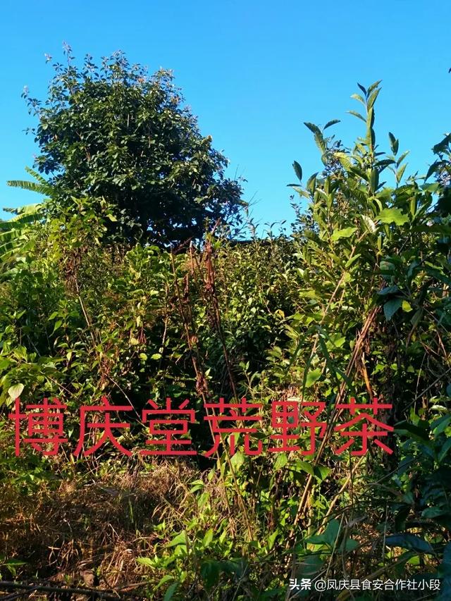 北方冬季喝红茶暖胃，可是哪种红茶最有特色呢？为什么？w4.jpg