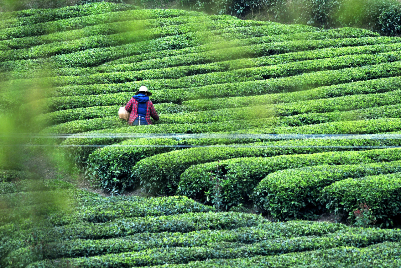 湖北有哪些有名的茶叶？w1.jpg