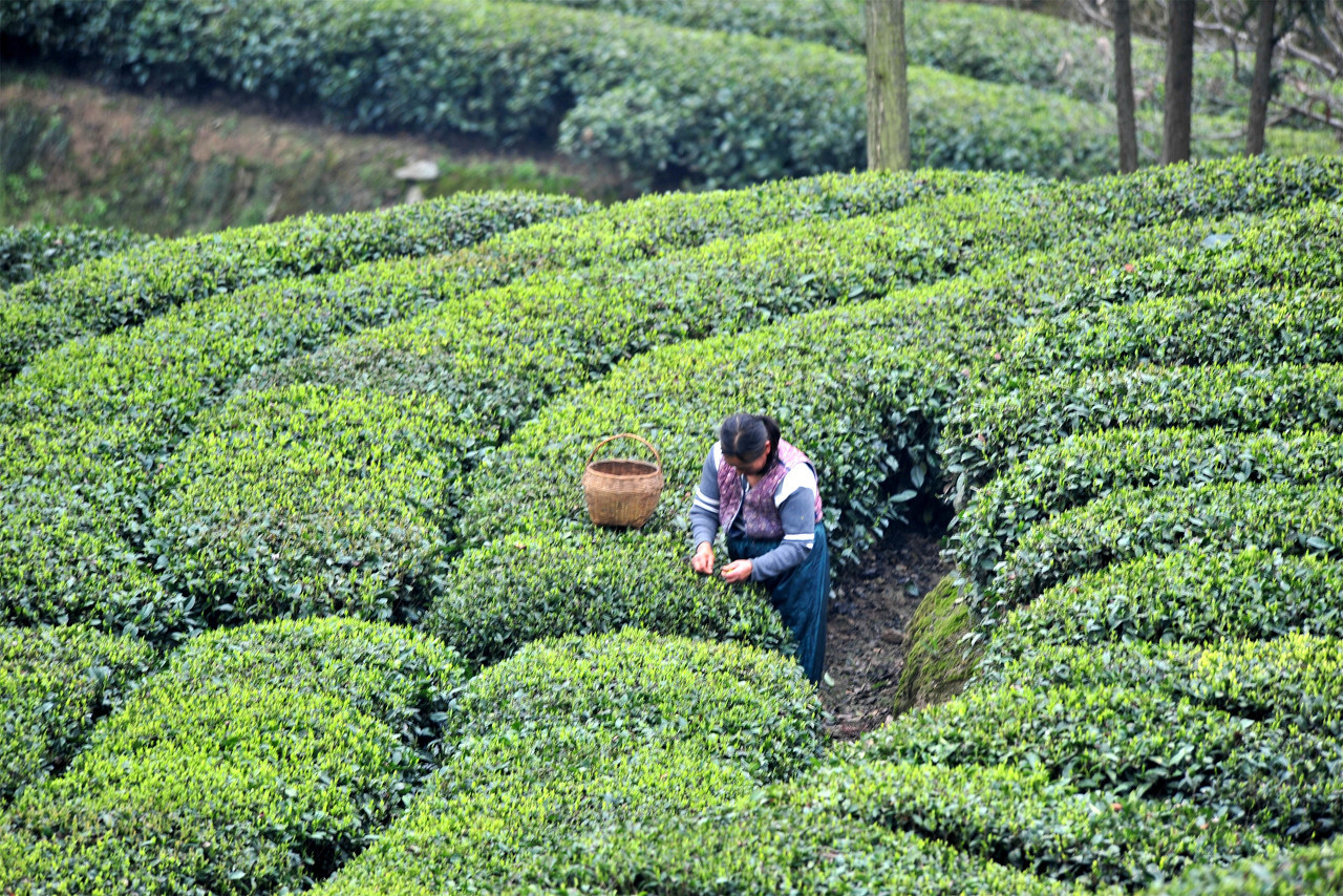 湖北五峰地区有哪些出名的茶叶？w2.jpg