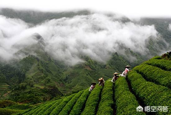 湖北五峰地区有哪些出名的茶叶？w2.jpg