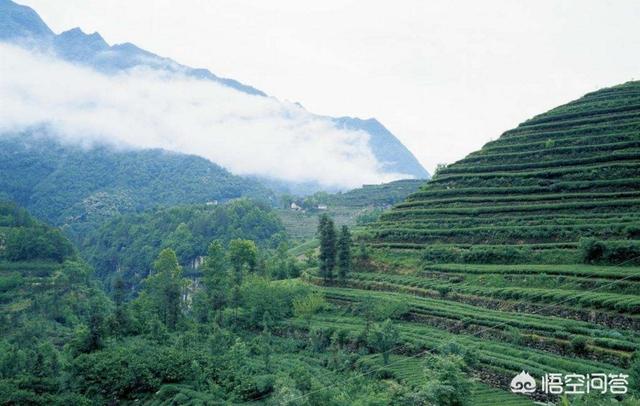 湖北五峰地区有哪些出名的茶叶？w1.jpg