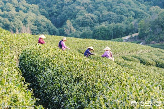 湖北五峰地区有哪些出名的茶叶？w2.jpg