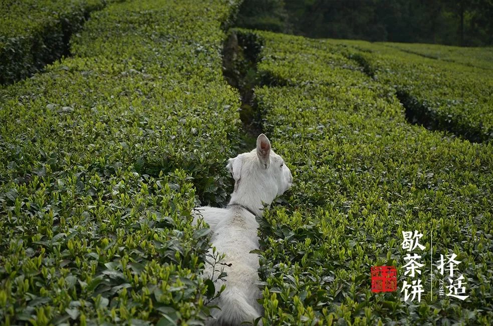 五峰茶香几百年,这枚“歇茶饼”终于从幕后走到台前w12.jpg