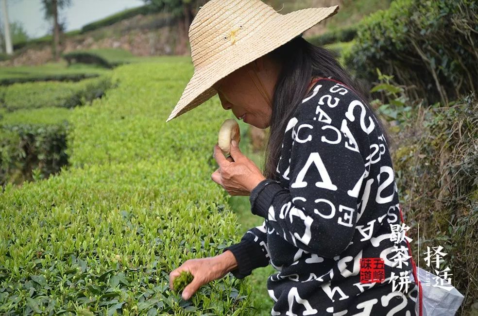 五峰茶香几百年,这枚“歇茶饼”终于从幕后走到台前w11.jpg