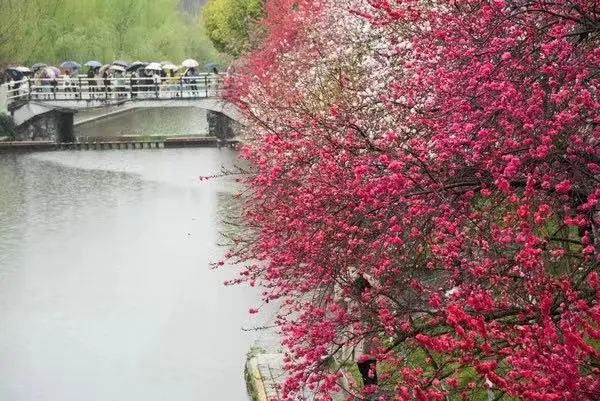 即将重燃!三峡大学桃花节回来啦!w34.jpg