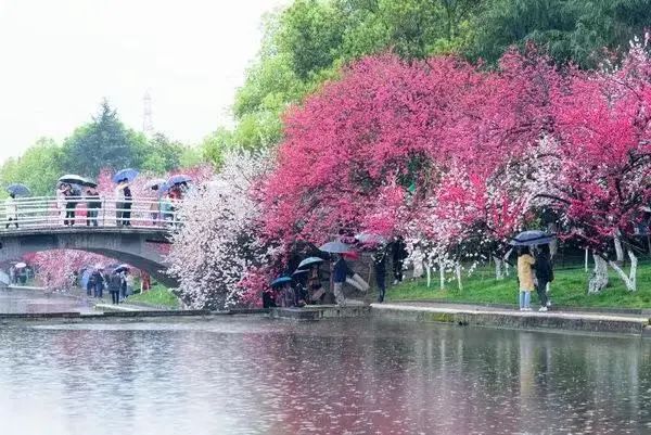 即将重燃!三峡大学桃花节回来啦!w33.jpg