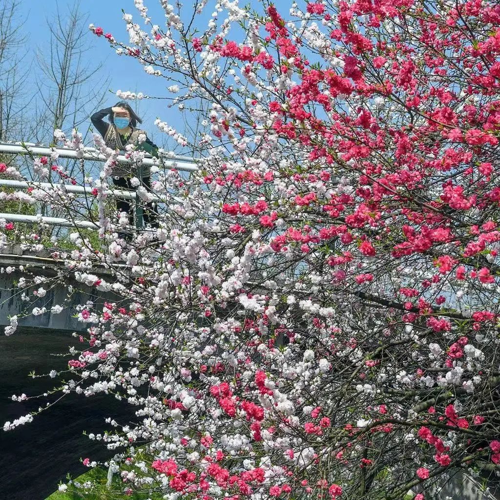 即将重燃!三峡大学桃花节回来了w13.jpg