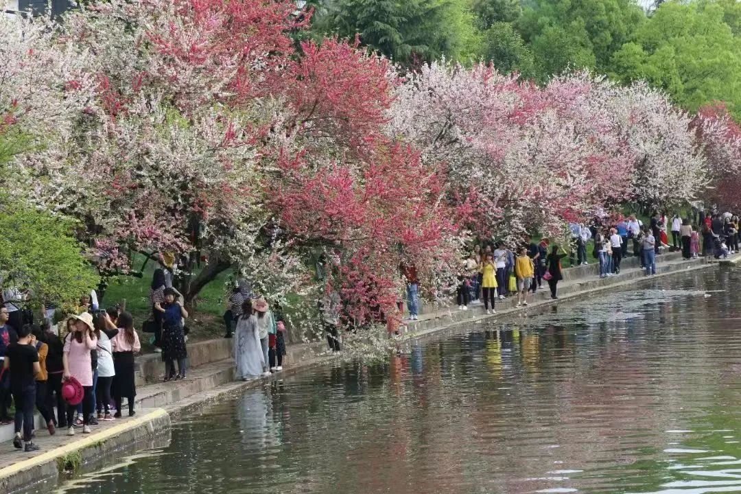 桃之夭夭,灼灼其华 | 三峡大学第九届桃花文化节圆满结束!w14.jpg