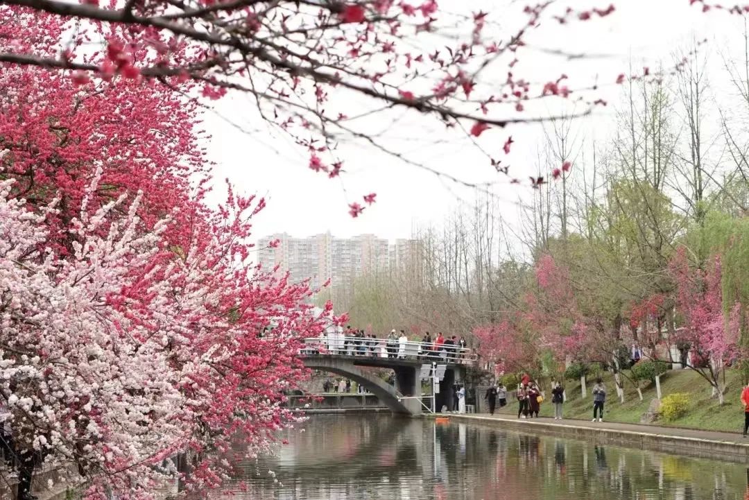 桃之夭夭,灼灼其华 | 三峡大学第九届桃花文化节圆满结束!w15.jpg