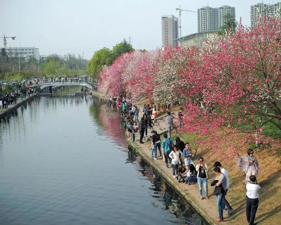 桃之夭夭,灼灼其华 | 三峡大学第九届桃花文化节圆满结束!w17.jpg