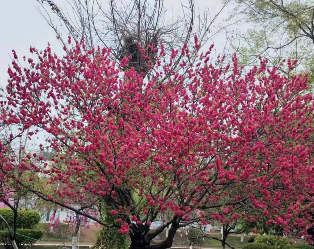 桃之夭夭,灼灼其华 | 三峡大学第九届桃花文化节圆满结束!w16.jpg