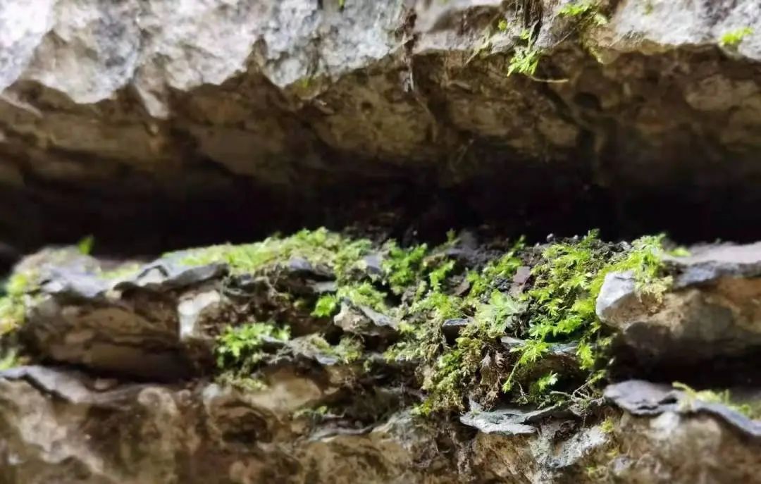 错峰出游 秘境恩施 已成行 欢迎加入丨2025-09-01  逃离都市,探索自然之美,挑战“湖北天路”自驾之旅w33.jpg