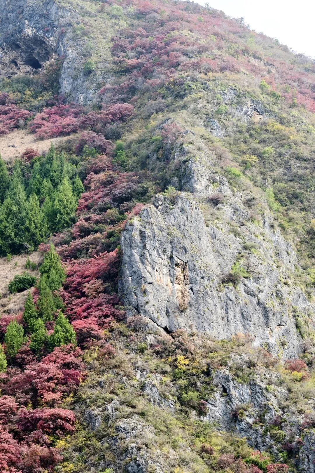 20251203半自驾观赏三峡红叶游记之一乘游轮观赏小三峡&小小三峡w33.jpg