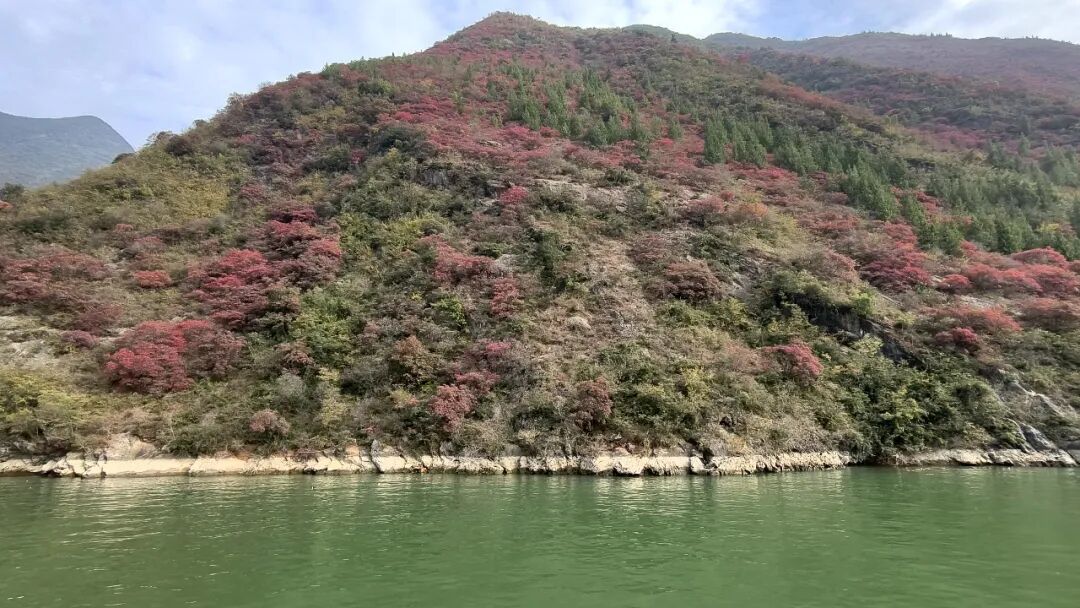 20251203半自驾观赏三峡红叶游记之一乘游轮观赏小三峡&小小三峡w35.jpg