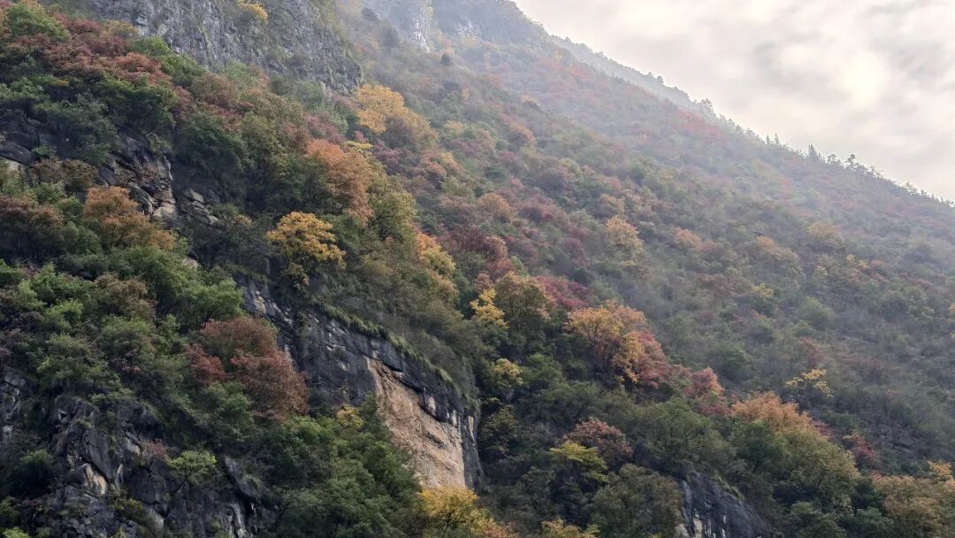 20251203半自驾观赏三峡红叶游记之一乘游轮观赏小三峡&小小三峡w39.jpg