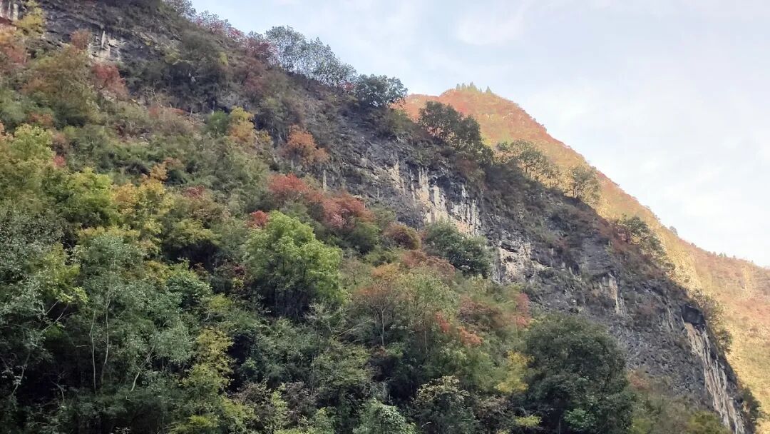 20251203半自驾观赏三峡红叶游记之一乘游轮观赏小三峡&小小三峡w75.jpg