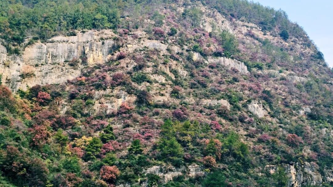 20251203半自驾观赏三峡红叶游记之一乘游轮观赏小三峡&小小三峡w91.jpg