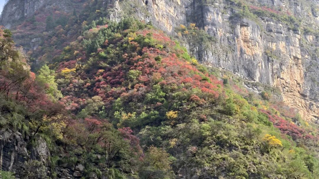 20251203半自驾观赏三峡红叶游记之一乘游轮观赏小三峡&小小三峡w119.jpg