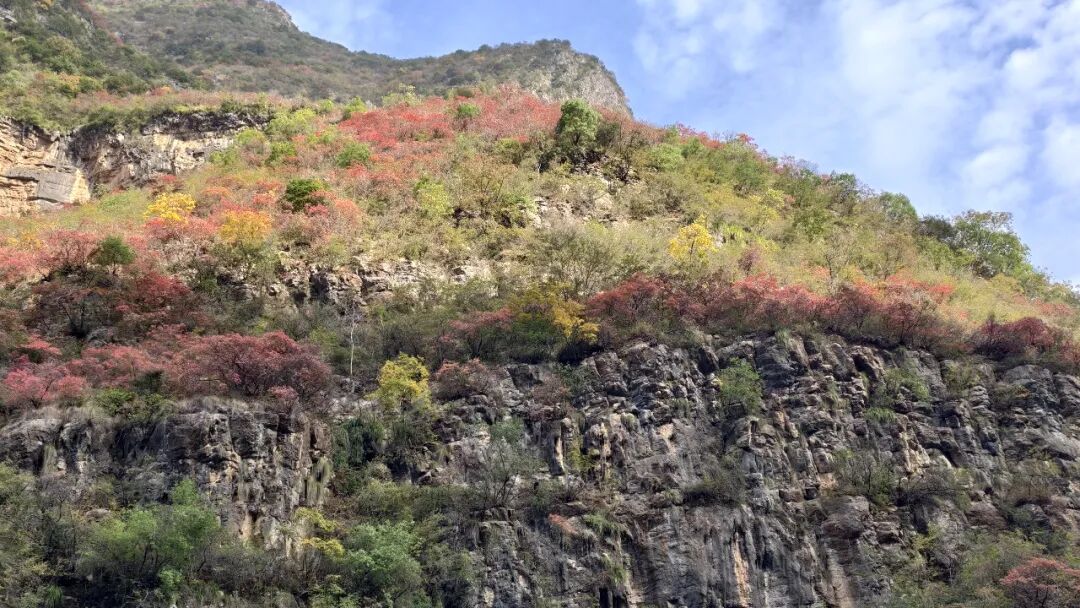20251203半自驾观赏三峡红叶游记之一乘游轮观赏小三峡&小小三峡w118.jpg