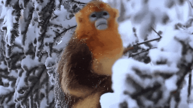 【2026冬令营 || 神农架5日营 】北纬30° 南方滑雪性价比之王,玩转2大雪场玩转,探访“原住民”野生金丝猴w49.jpg