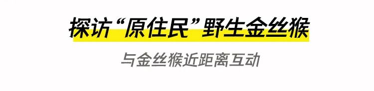 【2026冬令营 || 神农架5日营 】北纬30° 南方滑雪性价比之王,玩转2大雪场玩转,探访“原住民”野生金丝猴w50.jpg