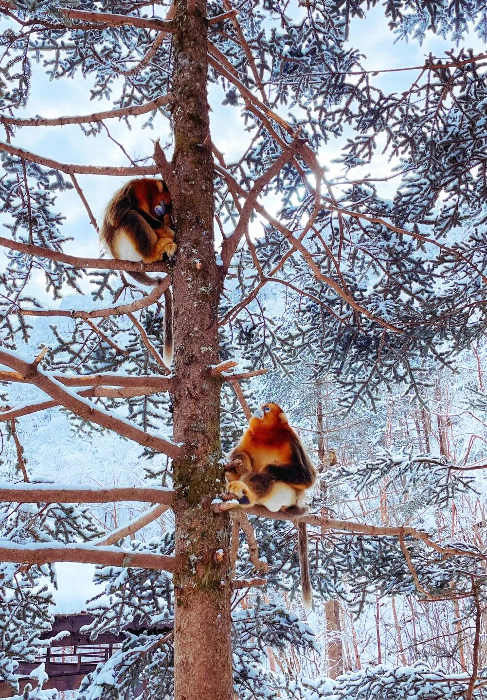 【2026冬令营 || 神农架5日营 】北纬30° 南方滑雪性价比之王,玩转2大雪场玩转,探访“原住民”野生金丝猴w52.jpg