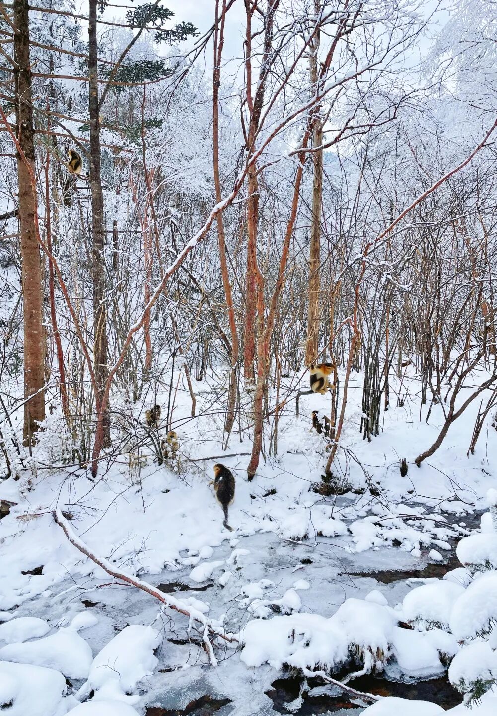 【2026冬令营 || 神农架5日营 】北纬30° 南方滑雪性价比之王,玩转2大雪场玩转,探访“原住民”野生金丝猴w51.jpg