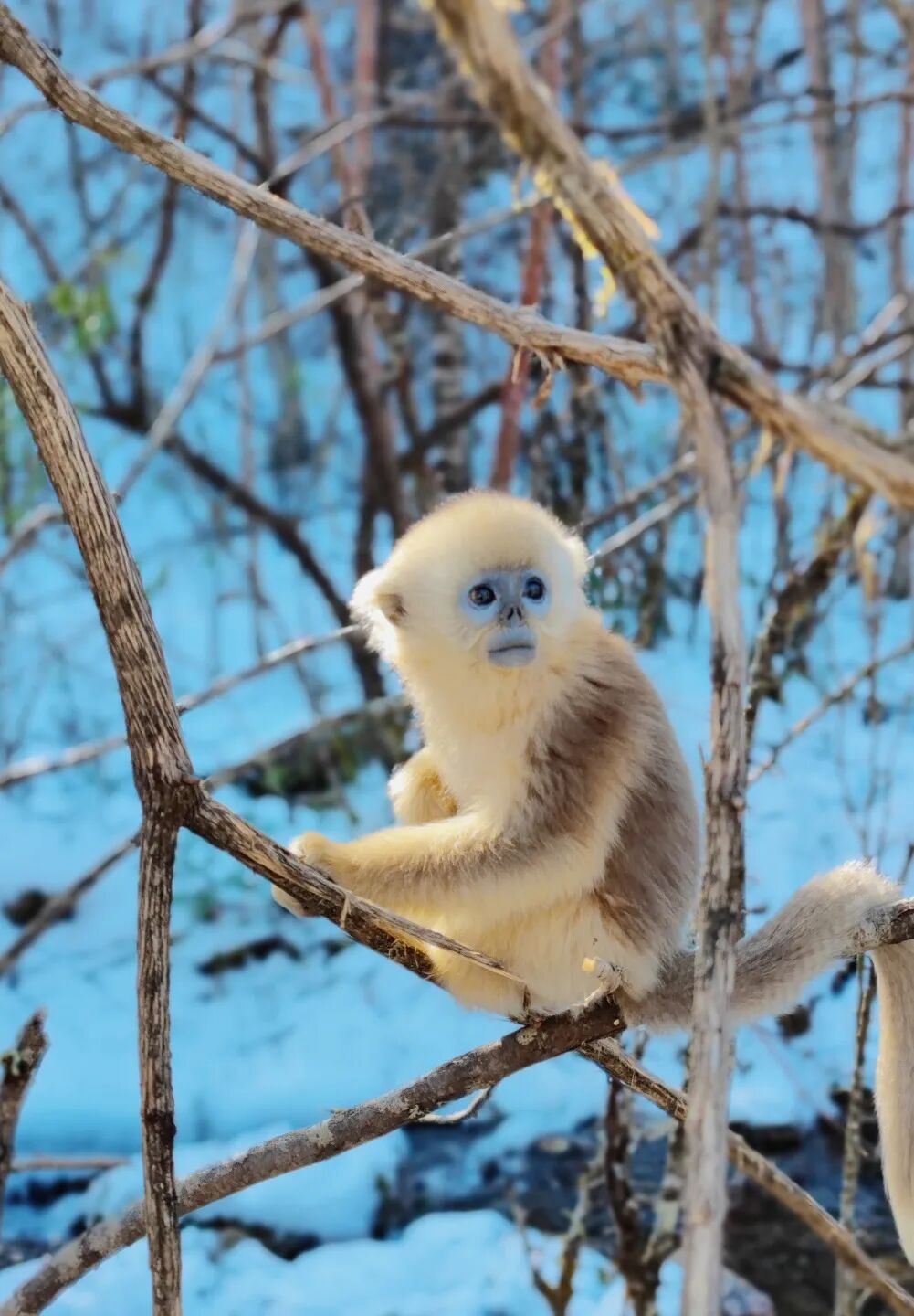 【2026冬令营 || 神农架5日营 】北纬30° 南方滑雪性价比之王,玩转2大雪场玩转,探访“原住民”野生金丝猴w55.jpg