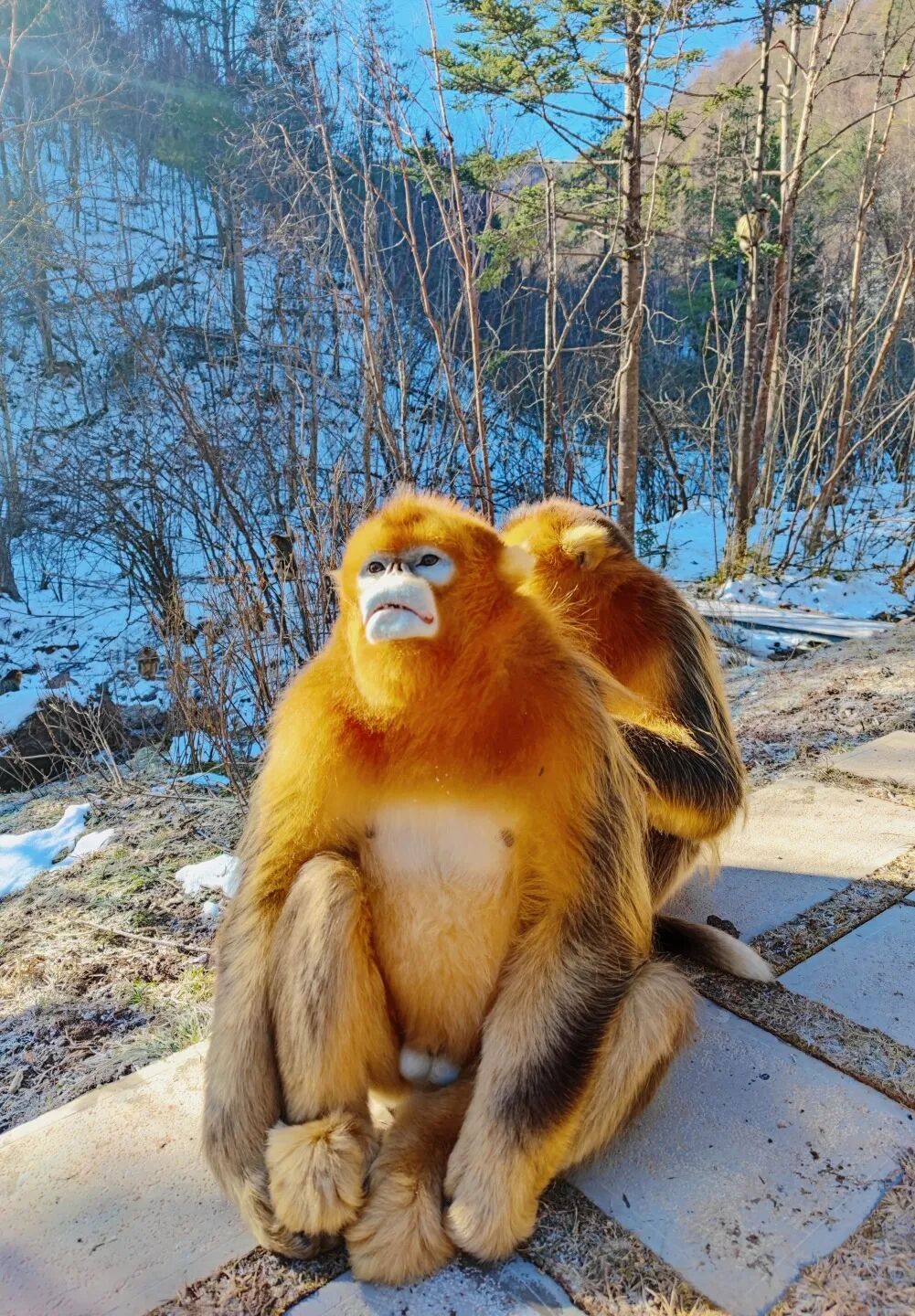 【2026冬令营 || 神农架5日营 】北纬30° 南方滑雪性价比之王,玩转2大雪场玩转,探访“原住民”野生金丝猴w54.jpg