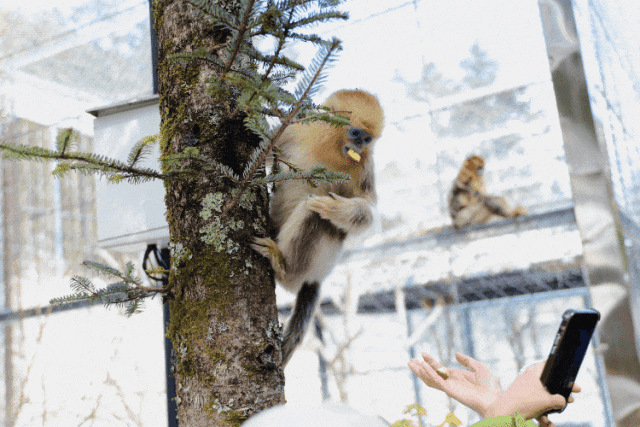 【2026冬令营 || 神农架5日营 】北纬30° 南方滑雪性价比之王,玩转2大雪场玩转,探访“原住民”野生金丝猴w57.jpg