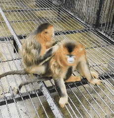 【2026冬令营 || 神农架5日营 】北纬30° 南方滑雪性价比之王,玩转2大雪场玩转,探访“原住民”野生金丝猴w58.jpg