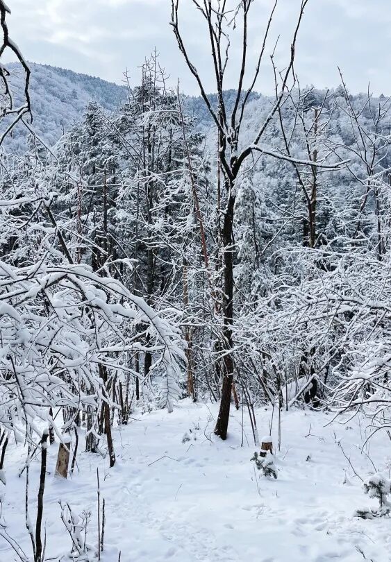 【2026冬令营 || 神农架5日营 】北纬30° 南方滑雪性价比之王,玩转2大雪场玩转,探访“原住民”野生金丝猴w62.jpg