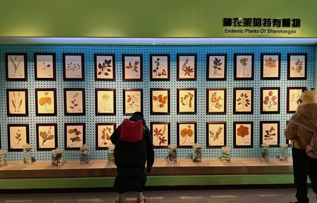 【2026冬令营 || 神农架5日营 】北纬30° 南方滑雪性价比之王,玩转2大雪场玩转,探访“原住民”野生金丝猴w74.jpg