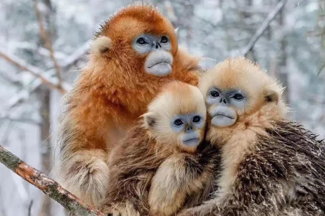 【2026冬令营 || 神农架5日营 】北纬30° 南方滑雪性价比之王,玩转2大雪场玩转,探访“原住民”野生金丝猴w78.jpg